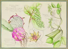 Caribbean Field Sketches of four Exotic species for a Hawaiian Florilegium by Mary Grierson, graphite and watercolour, offered Jul 2011
