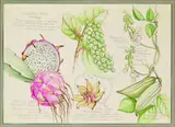 Mary Grierson, Caribbean Field Sketches of four Exotic species for a Hawaiian Florilegium, graphite and watercolour