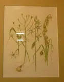 Patricia Dale, Ornithalgum Species, Star of Bethlehem, watercolour