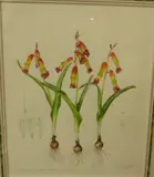 Ellaphie Ward-Hilhorst, Lachenalia aloides var.quadricolour, watercolour