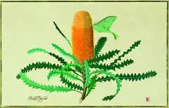 Lucca Palermo, Banksia speciosa, gouache on paper