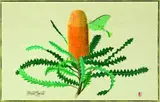 Lucca Palermo, Banksia speciosa, gouache on paper