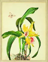 Andrey Avinoff, A pair of Cattelya Orchid studies, watercolour, circa 1935