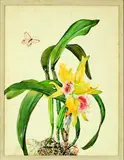 Andrey Avinoff, A pair of Cattelya Orchid studies