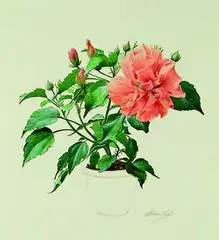 Graham Rust, Study of Hibiscus 'Double Orange', illustration for the book The Painted House, watercolour and ink on paper