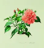 Graham Rust, Study of Hibiscus 'Double Orange', illustration for the book The Painted House, watercolour and ink on paper