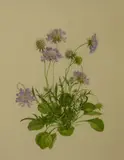 Jane Watkins, A pair of watercolour studies of (a) Scabiosa lucida and (b) Cyclamen coum, watercolour