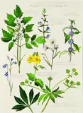 Joy Hammond, Study of Wild Flowers, British Columbia, graphite and watercolour on paper