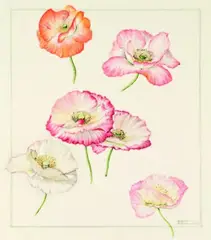Elizabeth Cameron, Papaver rhoeas hybrids, Shirley Poppies, watercolour