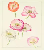 Elizabeth Cameron, Papaver rhoeas hybrids, Shirley Poppies, watercolour