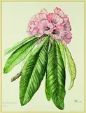 Elizabeth Cameron, Rhododendron Magnificum, Brodick (Castle), watercolour