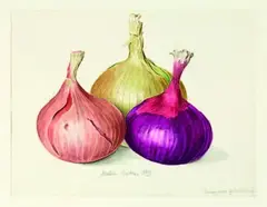 Alastair Gordon, Onions grown by Roald Dahl, watercolour