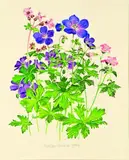 Alastair Gordon, Geranium; three varieties of Cranes Bill, watercolour