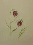 Jessica Tcherepnine, Fritillaria meleagris, watercolour