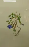 Jessica Tcherepnine, Clitoria ternatea, Butterfly Pea, watercolour