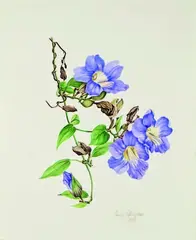 Jessica Tcherepnine, Thunbergia Grandiflora, watercolour