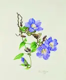 Jessica Tcherepnine, Thunbergia Grandiflora, watercolour