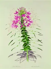 Katherine Manisco, Cleome Hasslerana, graphite and watercolour on paper