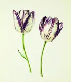Rory McEwen, A Suite of 7 Old English Tulip Variants, originally illustrated in Tulips & Tulipmania, author Wilfred Blunt, pub. London 1977