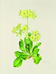 Wendy Walsh, Auricula Queen Alexandra - an old Irish seedling, graphite and watercolour