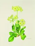 Wendy Walsh, Auricula Queen Alexandra - an old Irish seedling, graphite and watercolour