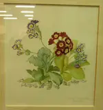 Katherine Prentice, Auricula 'Trudy' & 'Trojan', graphite and watercolour