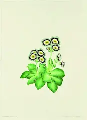 Elizabeth Dowle, Auricula C J Haysom, watercolour