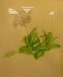 Valentine Lawford, Primula Auricula (alpine variety), watercolour