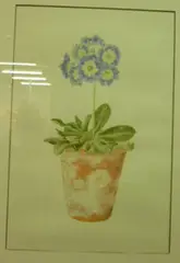 Sri Benham, Auricula Clifton Blue, watercolour, circa 1997