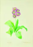 Valentine Lawford, Primula Auricula (alpine variety), watercolour