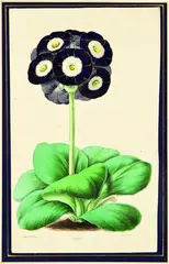 James Andrews, Primula auricula Oxonian, handcoloured lithograph
