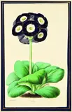 James Andrews, Primula auricula Oxonian, handcoloured lithograph