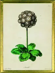 Sydenham Teast Edwards, Auricula, handcoloured engraving, plate 94 from an unknown florilegium, pub. Feb, 1770