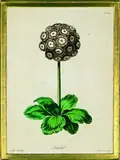 Sydenham Teast Edwards, Auricula, handcoloured engraving, plate 94 from an unknown florilegium, pub. Feb, 1770