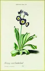George Dionysius Ehret attributed, Auricula Herzog von Cumberland, handcoloured engraving, plate 39 from unknown German Florilegium, engraved by J. M. Seligmann, Nuremburg, circa 1790