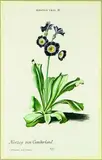 George Dionysius Ehret attributed, Auricula Herzog von Cumberland, handcoloured engraving, plate 39 from unknown German Florilegium, engraved by J. M. Seligmann, Nuremburg, circa 1790