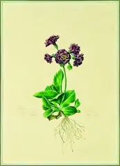 Kevin Nicolay, Auricula Rupp's Double Purple, watercolour