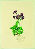 Kevin Nicolay, Auricula Rupp's Double Purple, watercolour