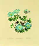 Kevin Nicolay, Anemome Blanda, Grecian Windflower, watercolour