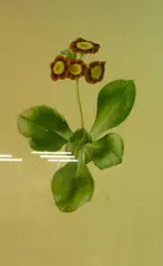 Kevin Nicolay, Auricula Brown Bess, watercolour