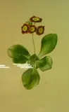 Kevin Nicolay, Auricula Brown Bess, watercolour