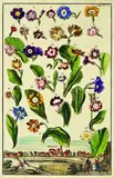 Johann Christoph Volckamer, Study of 26 Original auricular flowers with a view of the Dutch village of Grundlach, handcoloured engraving, plate 216 from Nurnbergische Hesperides, pub.1708