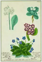Johan Wilhem Weinmann, Four varieties of Alpine Auricula, handcoloured mezzotint, plate 207 from Phytanthoza Iconographia, pub.1737 - 45