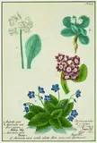 Johan Wilhem Weinmann, Four varieties of Alpine Auricula, handcoloured mezzotint, plate 207 from Phytanthoza Iconographia, pub.1737 - 45