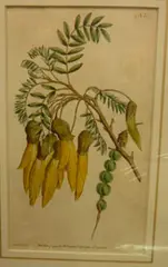 Sydenham Teast Edwards, New Zealand Kowhai flowers with seedpod, Handcoloured engraving, plate 167 from Curtis Botanical Magazine, pub. London, September 1, 1791