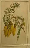 Sydenham Teast Edwards, New Zealand Kowhai flowers with seedpod, Handcoloured engraving, plate 167 from Curtis Botanical Magazine, pub. London, September 1, 1791