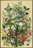 E.I. Featon, New Zealand Native Flowers, watercolour with applied body colour, circa 1890