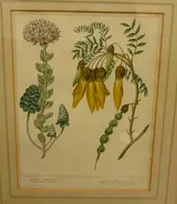 Sydenham Teast Edwards, Sophora tetraptera and sedum, handcoloured engraving, plate 52 from A Complete Dictionary of Practical Gardening, pub. London Nov 1, 1805