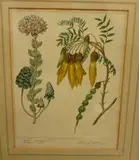 Sydenham Teast Edwards, Sophora tetraptera and sedum, handcoloured engraving, plate 52 from A Complete Dictionary of Practical Gardening, pub. London Nov 1, 1805