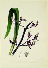 Martha King, The Phormium Tenax, or New Zealand Flax, handcoloured lithograph, plate from Illustrations to Adventure in New Zealand, pub. Smith, Elder & Co, London, 1845